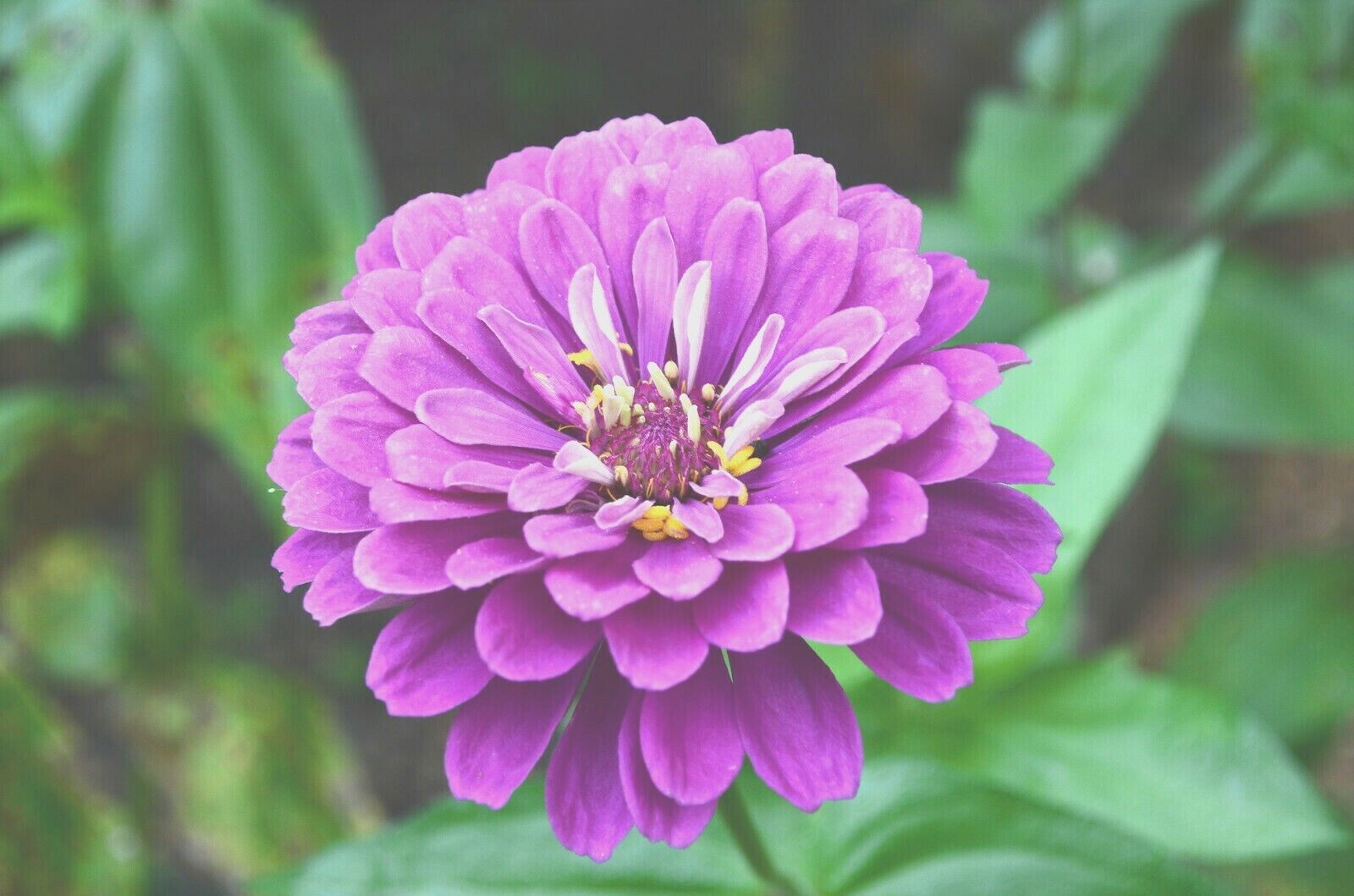 300 Lavender Zinnia Flower Seeds | www.seedsplantworld.com
