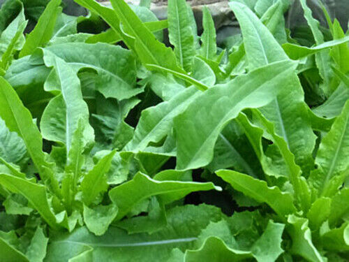 200 Chinese Leaf Lettuce Sword Pointed Lettuce A Choy Yu Mai Tsai Vegetable Seeds