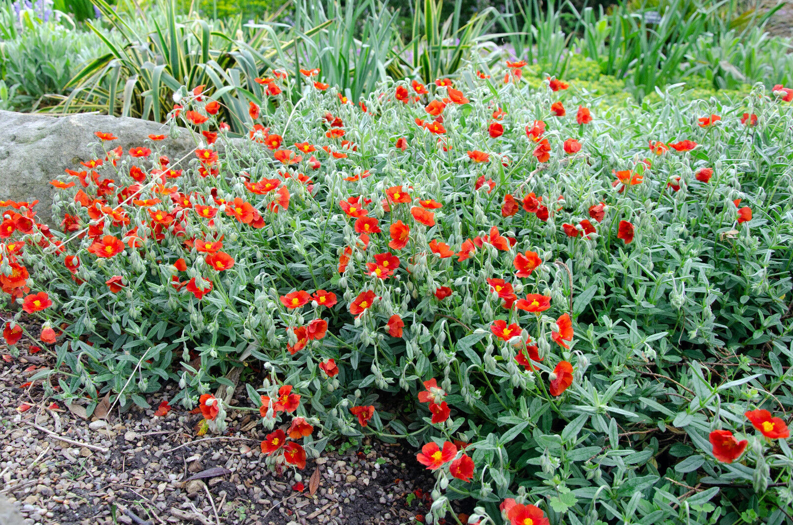 20 Scarlet Globemallow Sphaeralcea Coccinea Cowboy'S Delight Red Flower Seeds | www.seedsplantworld.com