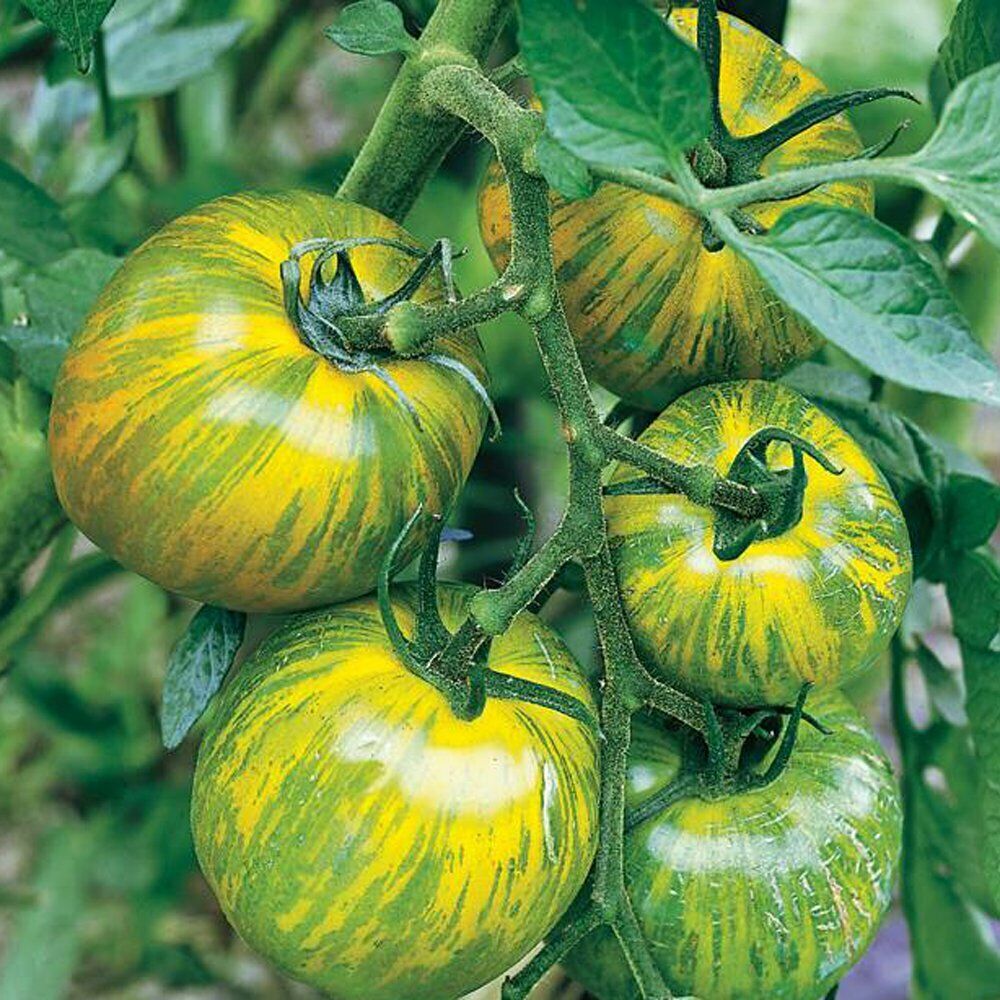 30 Ct Green Zebra Tomato Garden Heirloom NON-GMO Vegetable Seeds | www.seedsplantworld.com