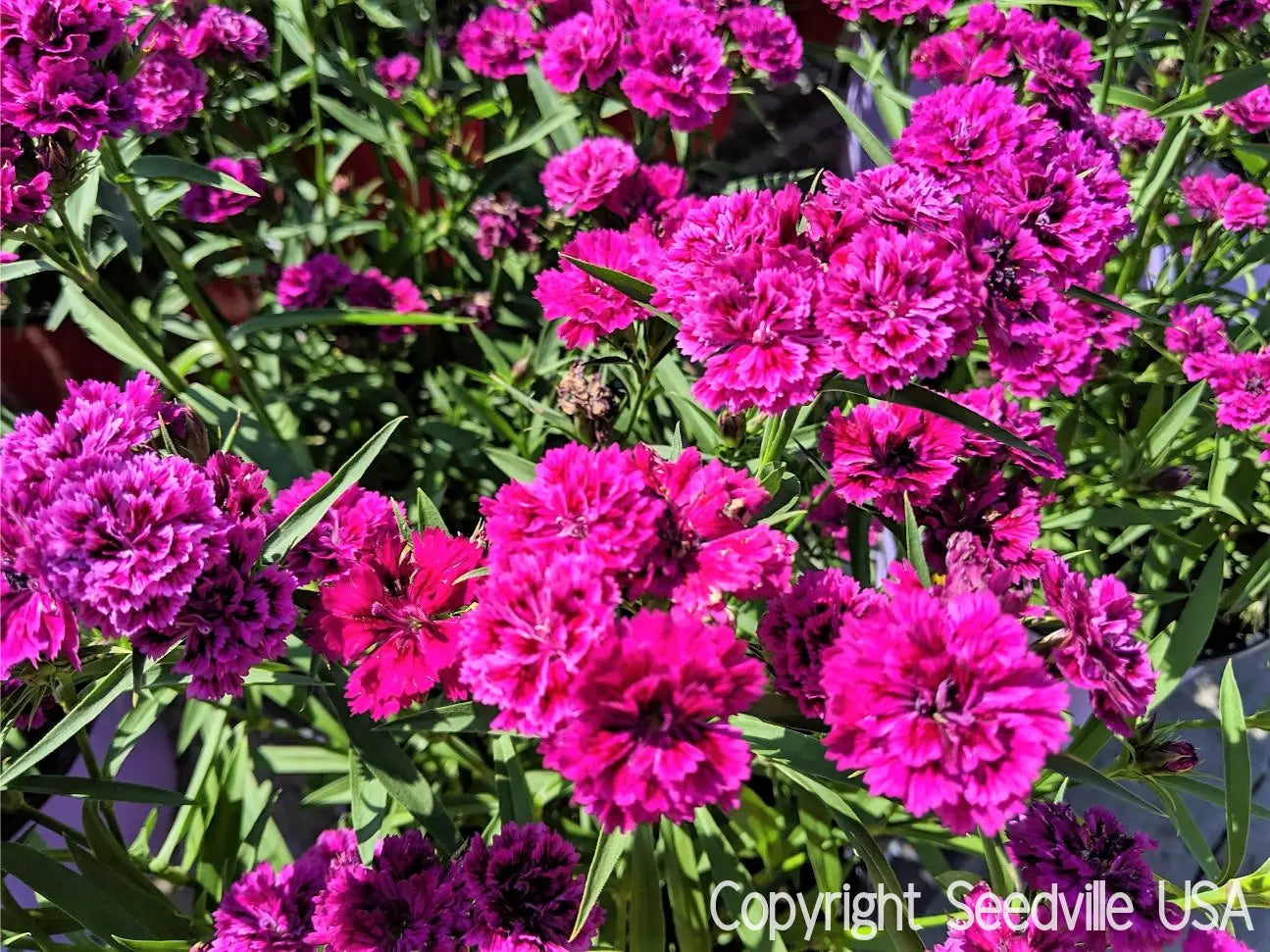 50 Magenta Carnation Dianthus Caryophyllus Chabaud Flower Seeds | www.seedsplantworld.com