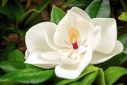 10 Southern Magnolia Tree 12" White Flowers Native Grandiflora Bull Bay Seeds | www.seedsplantworld.com