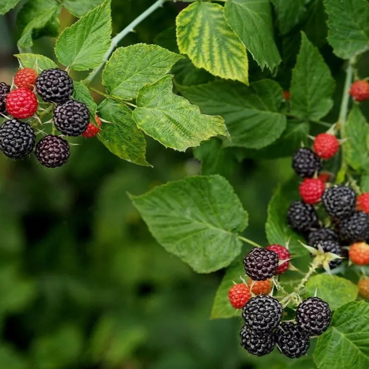 1 Jewel Live Black Raspberry Plant Self Fertile All Natural Grown Fruit Plant