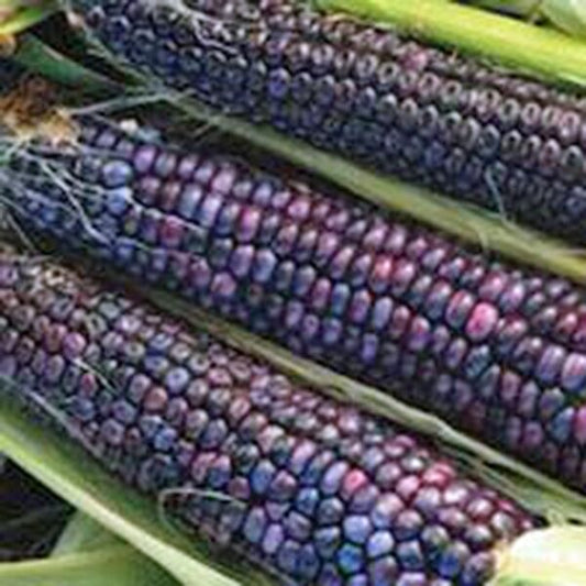 18 Corn Hopi Ornamental Indian Corn Vegetable Seeds | www.seedsplantworld.com