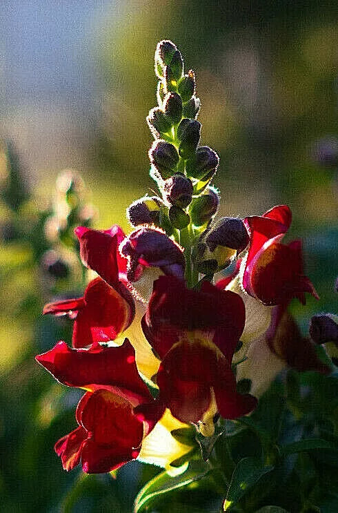 Snapdragon Night And Day 200 Seeds