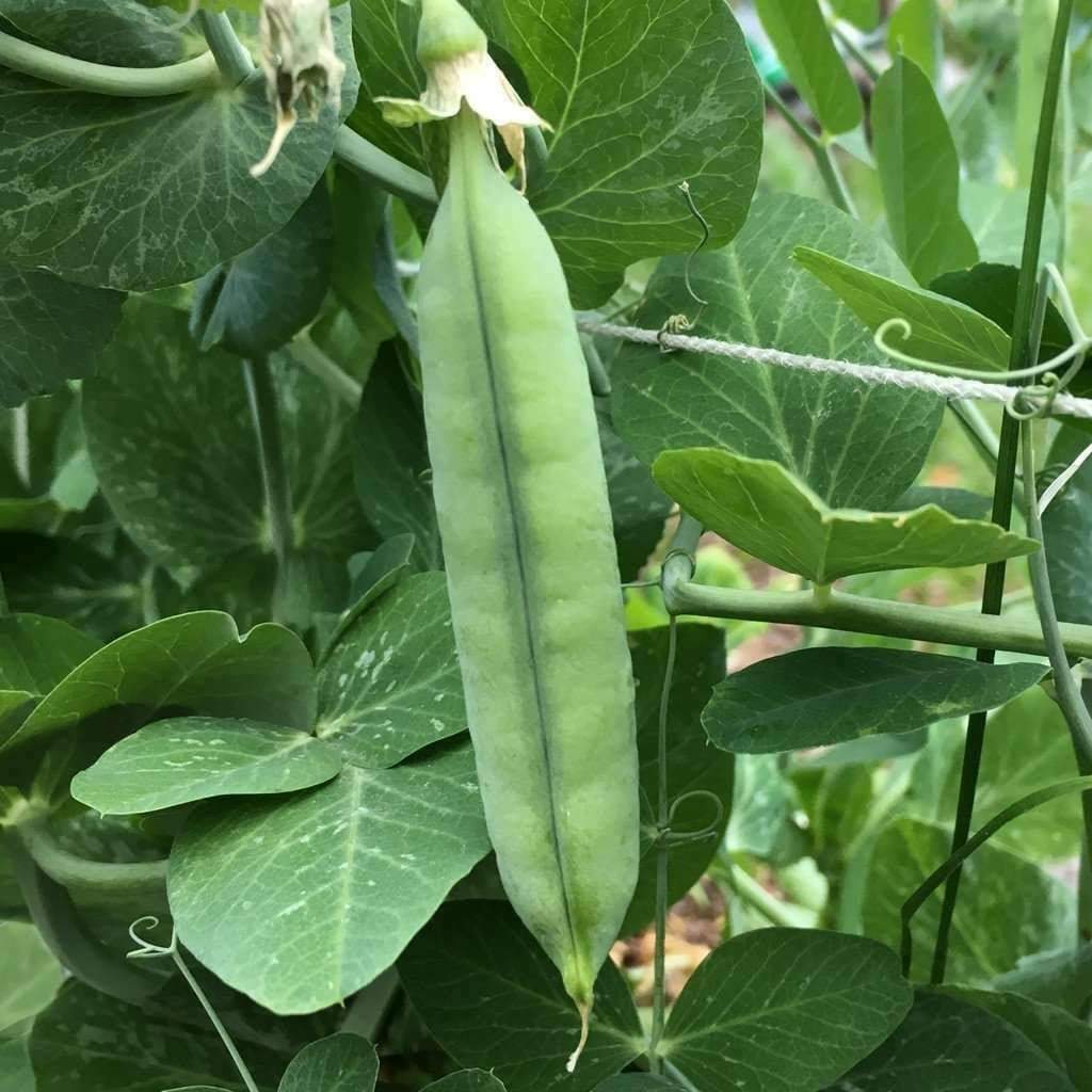 25 Ct Early Frosty Pea Green Pod Garden Heirloom NON-GMO Vegetable Seeds | www.seedsplantworld.com