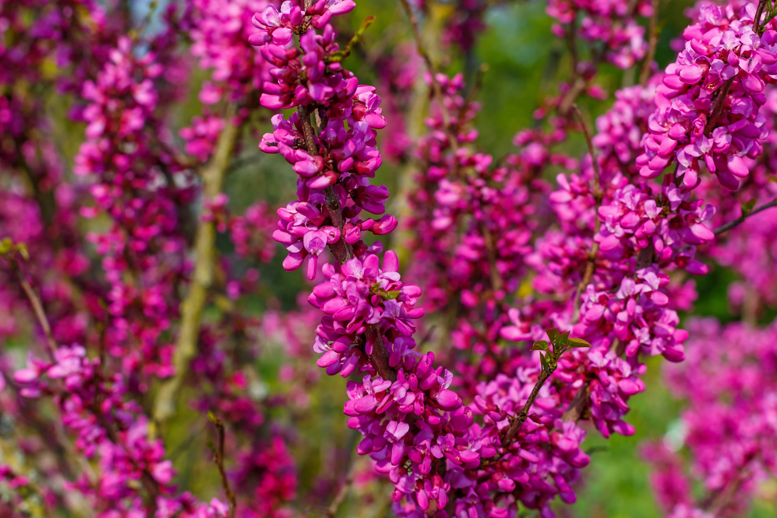 40 Chinese Redbud Cercis Chinensis Shrub Small Tree Pink Purple Flower Seeds | www.seedsplantworld.com