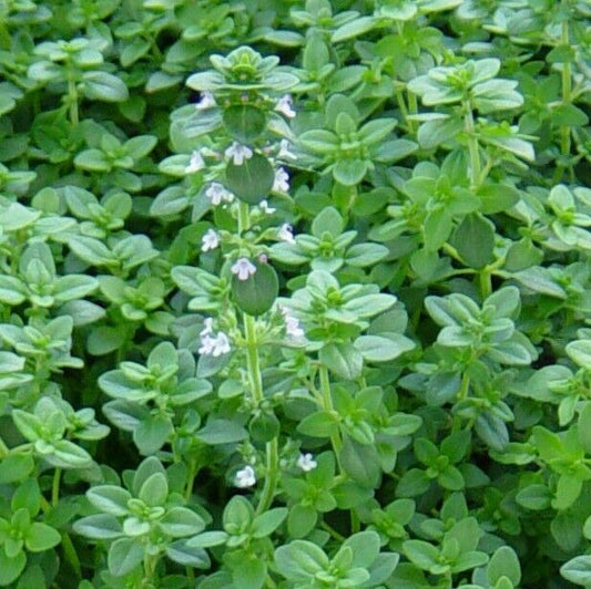 1000+ German Winter Common Thyme Groundcover Perennial Herb Seeds | www.seedsplantworld.com