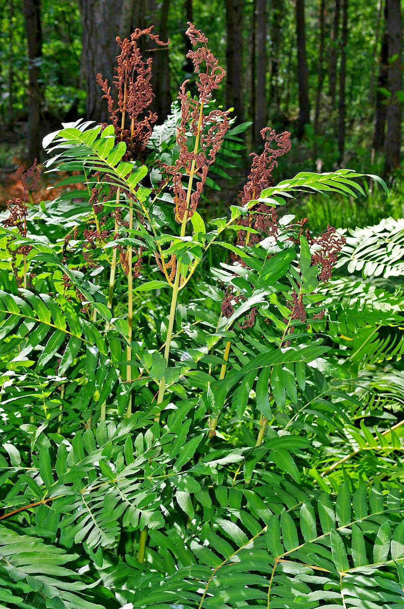 Royal Fern 1000 Spores Seeds | www.seedsplantworld.com