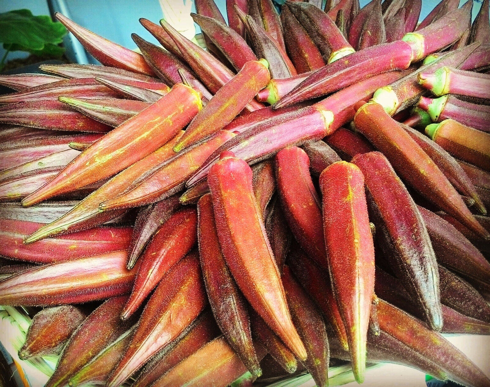 50 Jing Orange Okra Abelmoschus Esculentus Yellowflwr Red Orange Vegetable Seeds | www.seedsplantworld.com