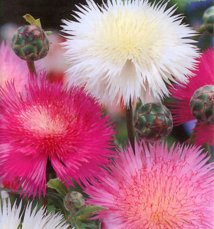 110 Sweet Sultan Fragrant Cut Flower Seeds | www.seedsplantworld.com