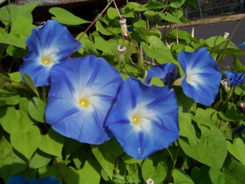 18 Morning Glory Vine Heavenly Blue Climbing Trumpet Flower Seeds | www.seedsplantworld.com