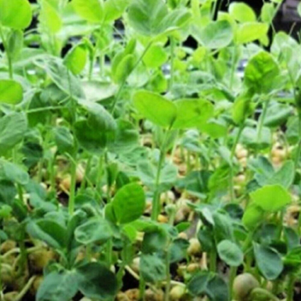 100 Speckled Pea Sprouting Peas NON-GMO Heirloom Vegetable Seeds | www.seedsplantworld.com