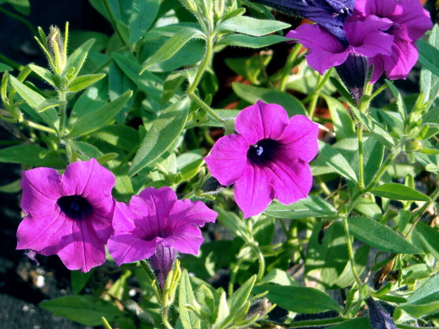 35 PetuniaWILD PETUNIA Purple Flower FRAGRANT Flower Seeds | www.seedsplantworld.com