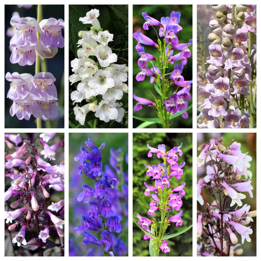 250 Native Mix Beardtongue Penstemon Grandiflorus Strictus Cobaea Flower Seeds | www.seedsplantworld.com