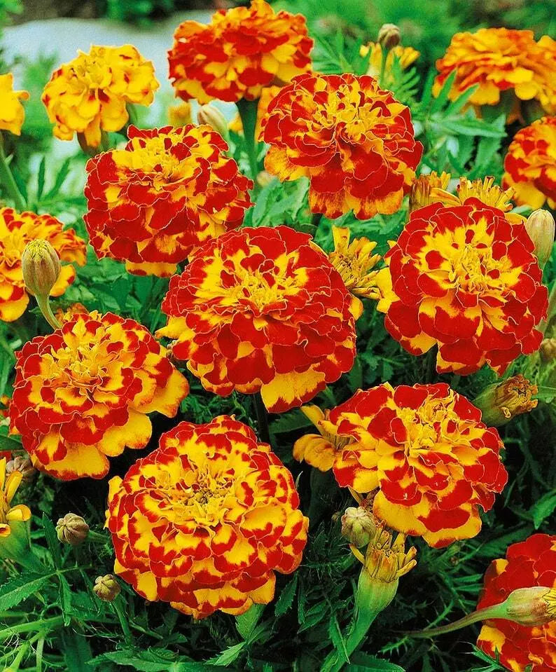 100 French Marigold Bolero Mix Fiery Colors Dwarf Beneficial Plant Non-Gmo Seeds For Planting | www.seedsplantworld.com