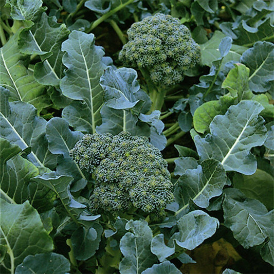 600+ Broccoli Green Sprouting Calabrese NON-GMO Vegetable Seeds | www.seedsplantworld.com