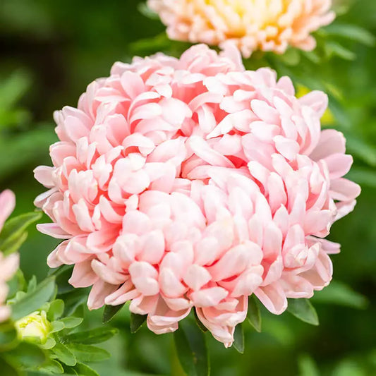 50 Peony Paeony Duchess Apricot Aster Seeds Non-GMO Flower | www.seedsplantworld.com