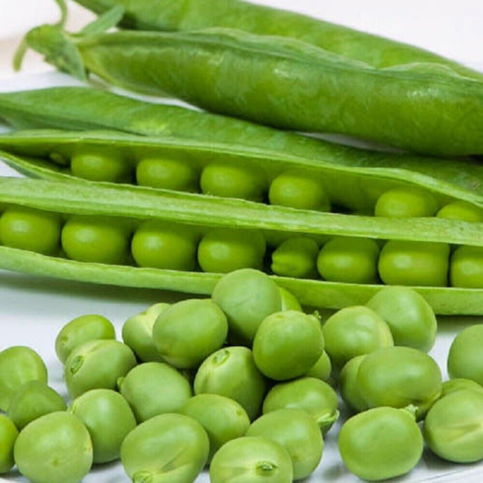 100 Cascadia Pea NON-GMO Heirloom Vegetable Seeds | www.seedsplantworld.com