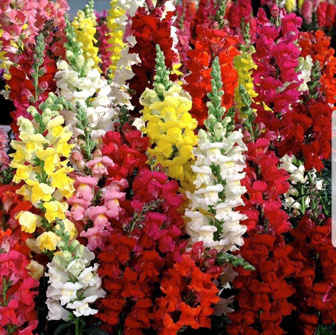 2500+ Snapdragon Tall Mix Tall Flower Seeds | www.seedsplantworld.com