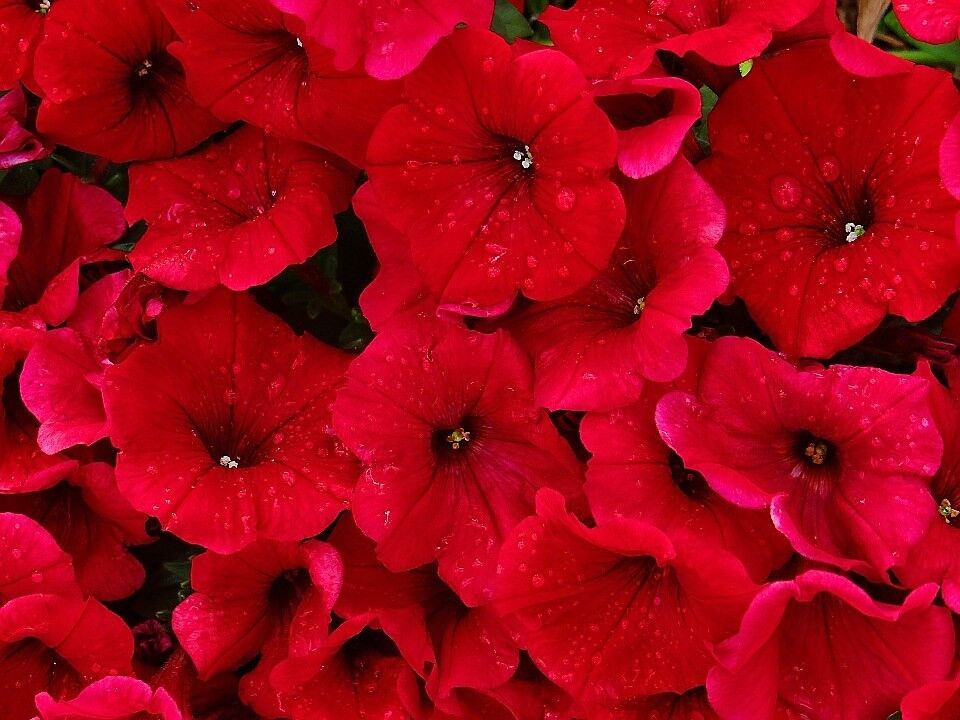 500 Fire Chief Red Petunia Nana Compacta Sun Annual Aas Winner Flower Seeds | www.seedsplantworld.com