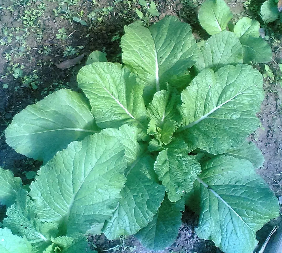 3000 Florida Broadleaf Mustard Brassica Juncea Herb Vegetable Seeds | www.seedsplantworld.com