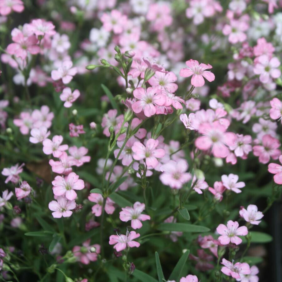 325 Baby's Breath Pink Baby Annual Flower Seeds | www.seedsplantworld.com