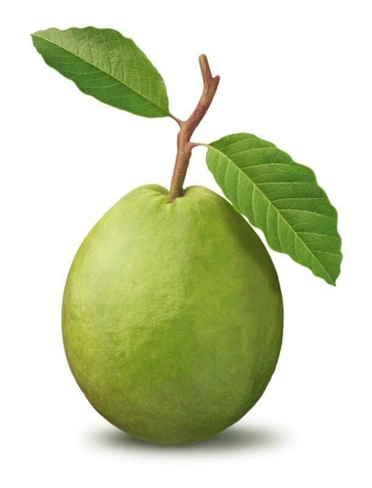 20 Guava Psidium Guajava Fruit Tree Shrub Evergreen Seeds | www.seedsplantworld.com