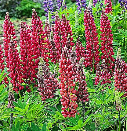 Tall Red Russell Lupine 50 Seeds