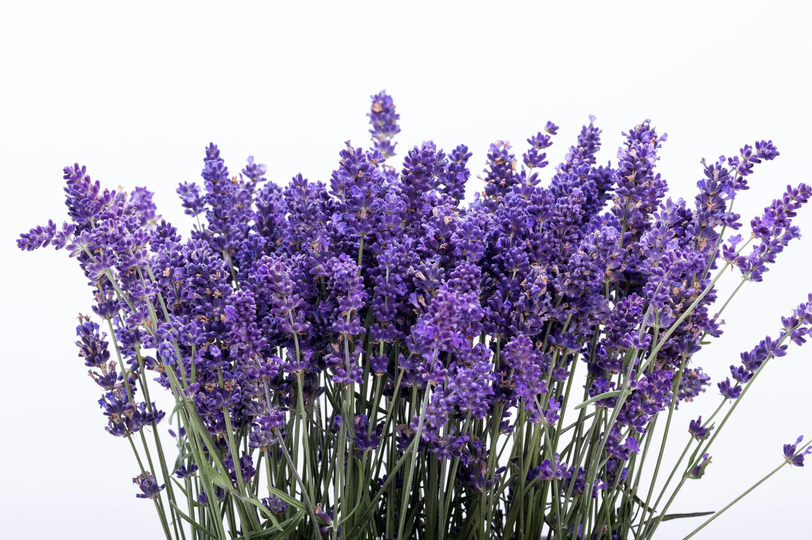 300 Italian Lavender Lavandula Angustifolia Blue Purple Flower Herb Seeds | www.seedsplantworld.com