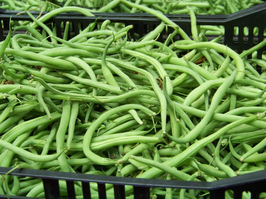 20 Bean Bush Blue Lake Vegetable Seeds | www.seedsplantworld.com