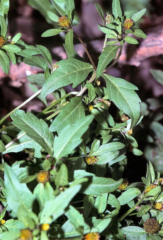 50 Purplestem Tickseed Wetland Purple Ornamental Grass Bidens Connata Seeds | www.seedsplantworld.com