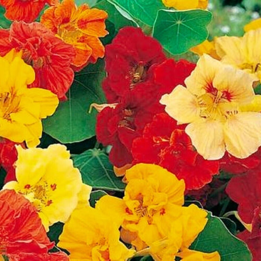 100 Jewel Mix Nasturtium NON-GMO Heirloom Flower Seeds | www.seedsplantworld.com