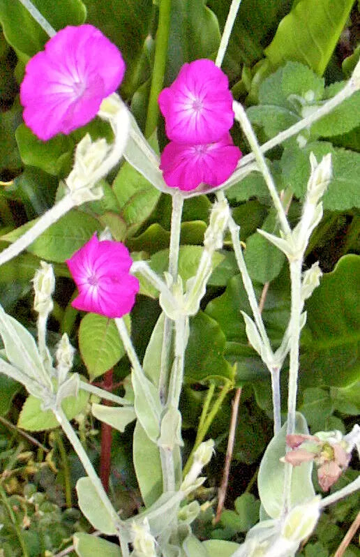 Rose Campion 200 Seeds | www.seedsplantworld.com