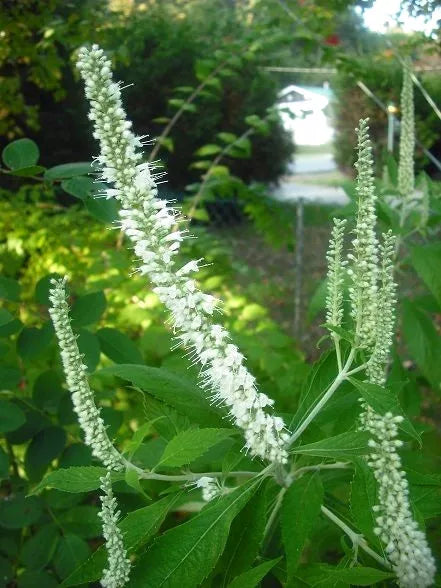 100 Mint Bush White Elsholtzia Stauntonii Alba Chinese Mint Fragrant Shrub Seeds | www.seedsplantworld.com