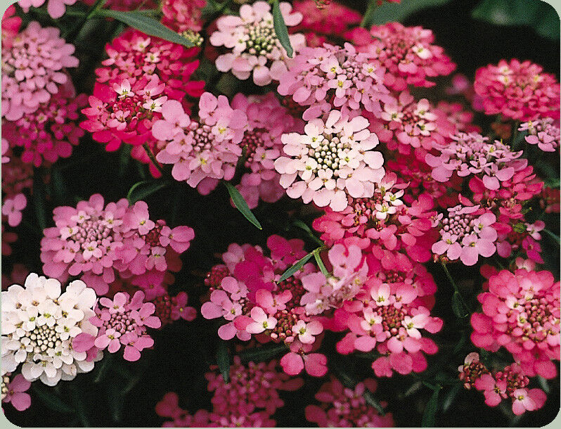 325 Candytuft Perennial White Pink Flower Seeds | www.seedsplantworld.com