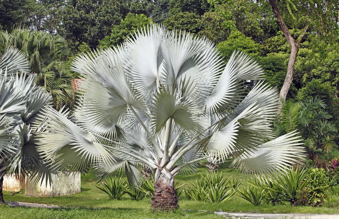 5 Silver Saw Palmetto Serenoa Repens Dwarf Palm Tree Shrub Edible Fruit Seeds | www.seedsplantworld.com