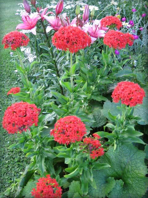 70 Red Lychnis Chalcedonica / Rose Campion / Catchfly Flower Seeds | www.seedsplantworld.com