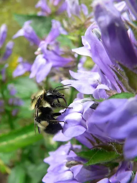 500 Great Blue Lobelia Upright Lobelia Siphilitica Flower Seeds | www.seedsplantworld.com