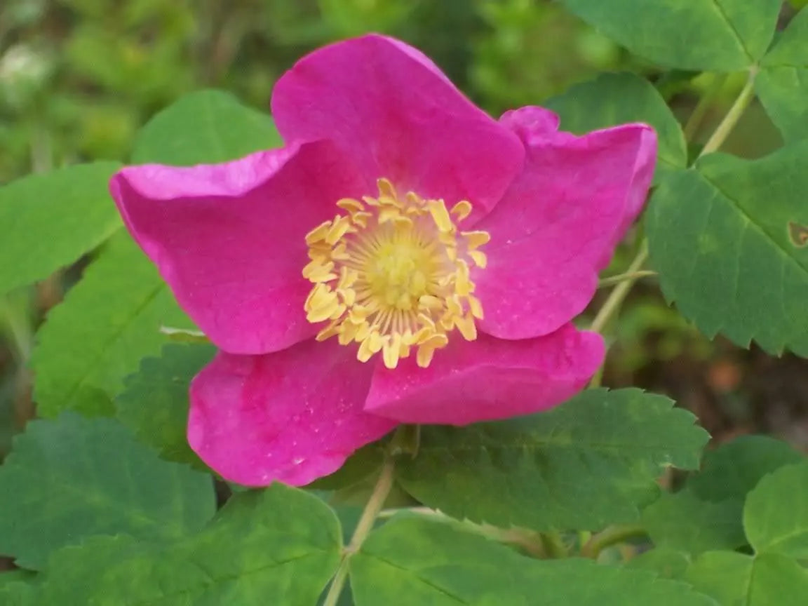 15 Prairie Rose Bright Pink Arkansas Rosa Arkansana Flower Seeds | www.seedsplantworld.com