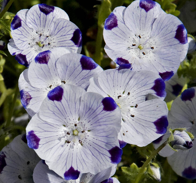 100 Ct Five Spot Nemophila Annual Wildflower Flower Seeds | www.seedsplantworld.com