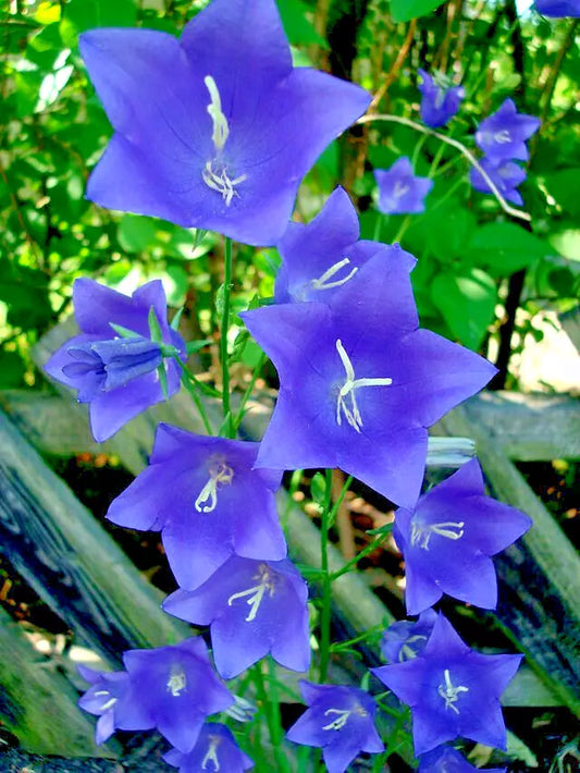 Lovely Blue Peach Leaf Bellflower 255 Seeds