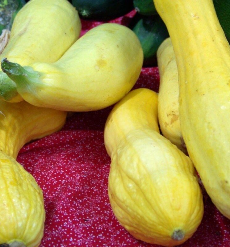 25 Squash Crookneck Golden Summer Vegetable Seeds | www.seedsplantworld.com