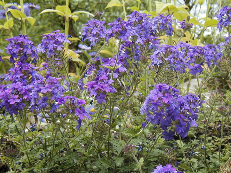 860 Verbena Moss Attracts Butterflies Flower Seeds | www.seedsplantworld.com