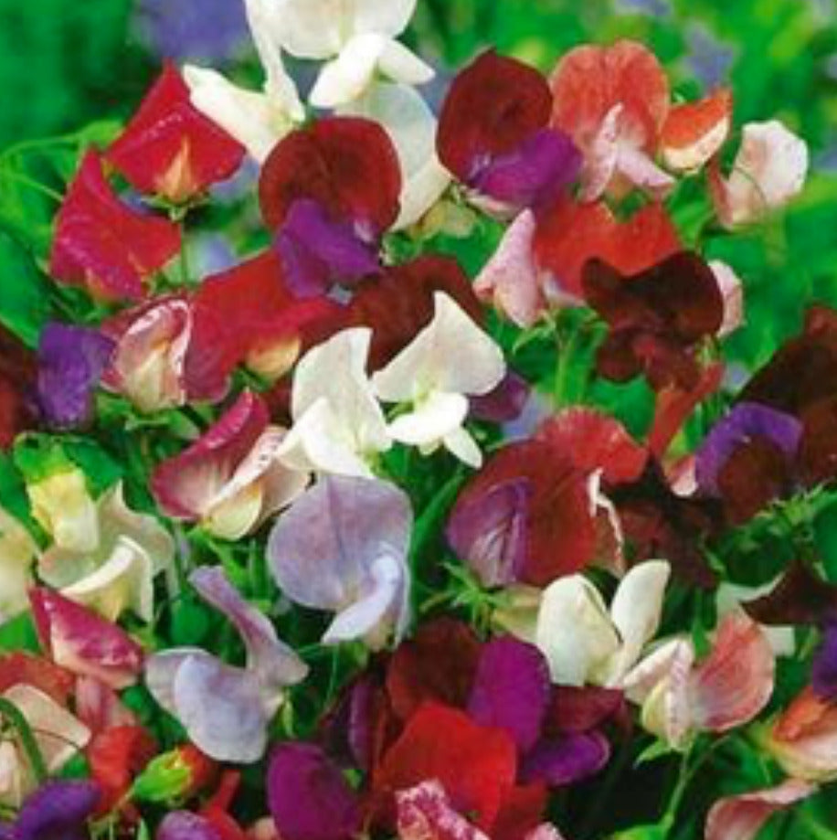 39 Sweet Pea Old Spice Mix Lathyrus Odoratus Flower Seeds | www.seedsplantworld.com