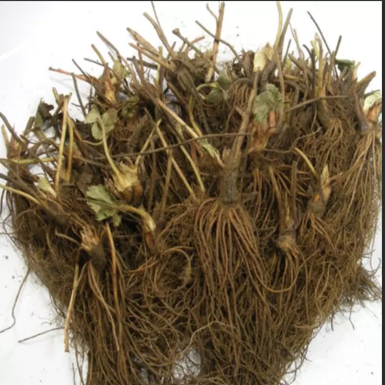 10 Eversweet Everbearing Strawberry Bare Root Plants | www.seedsplantworld.com