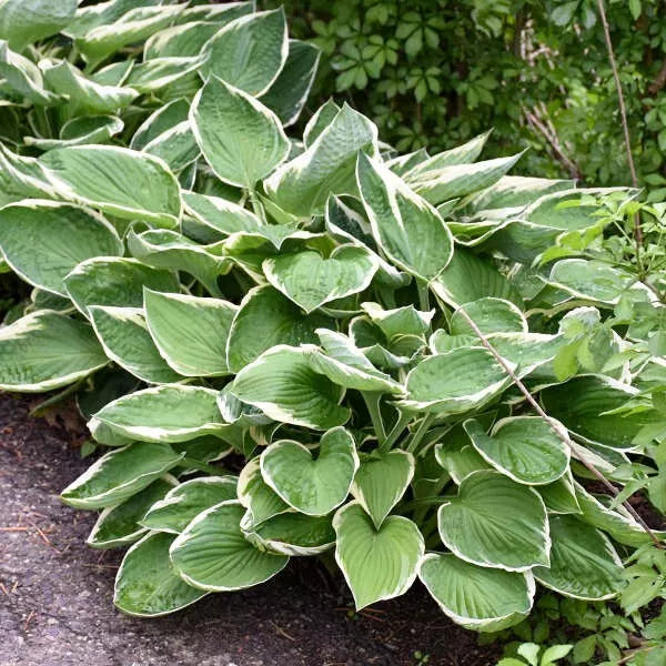 1 Francee Hosta Bare Root Plant Tough And Reliable Perennial Spring Shipping Rooted Plant | www.seedsplantworld.com