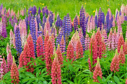 Russell Lupine Mix 50 Seeds