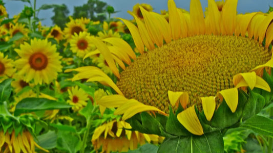 15 Sunflower Giant Mammoth Yellow Large Flower Seeds | www.seedsplantworld.com