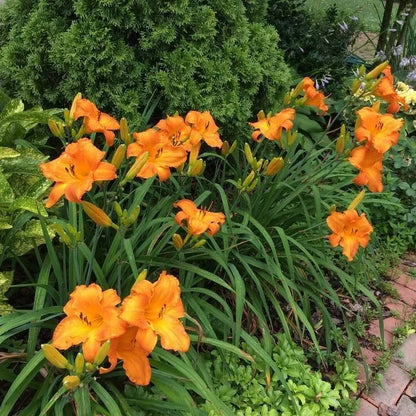 Mauna Loa Daylily Perennial Flower Bulb Bare Root Plant Rebloomer Hemerocallis Bulbs Plant | www.seedsplantworld.com